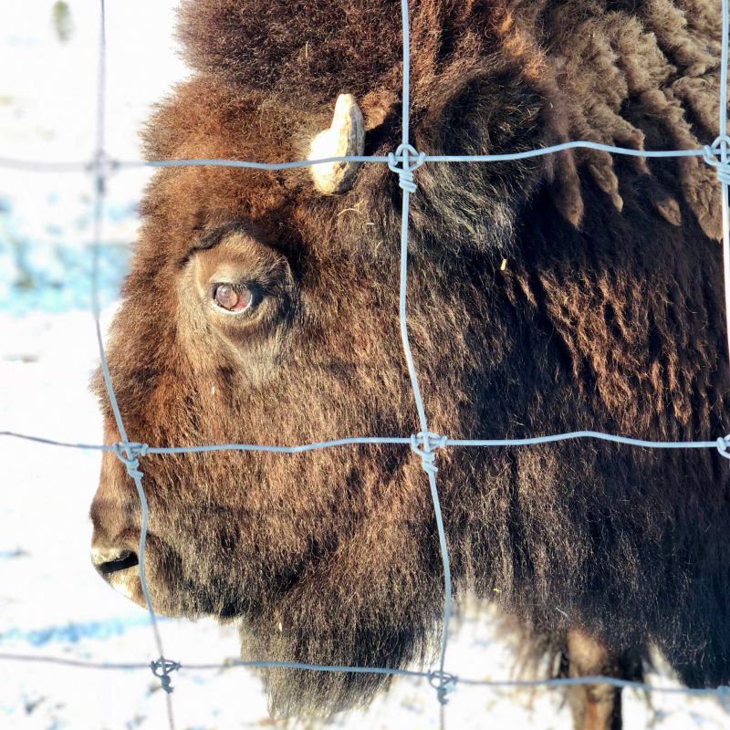 bison close up