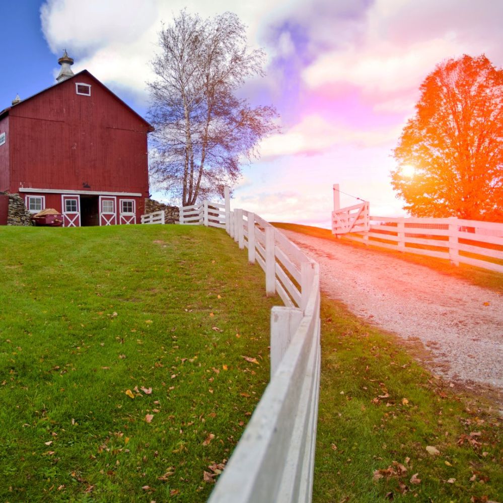 white fence leading up a road to red barns