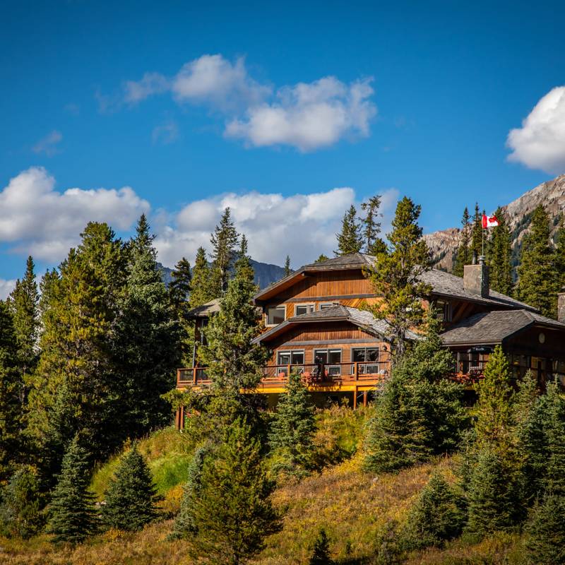 a large tree in a forest