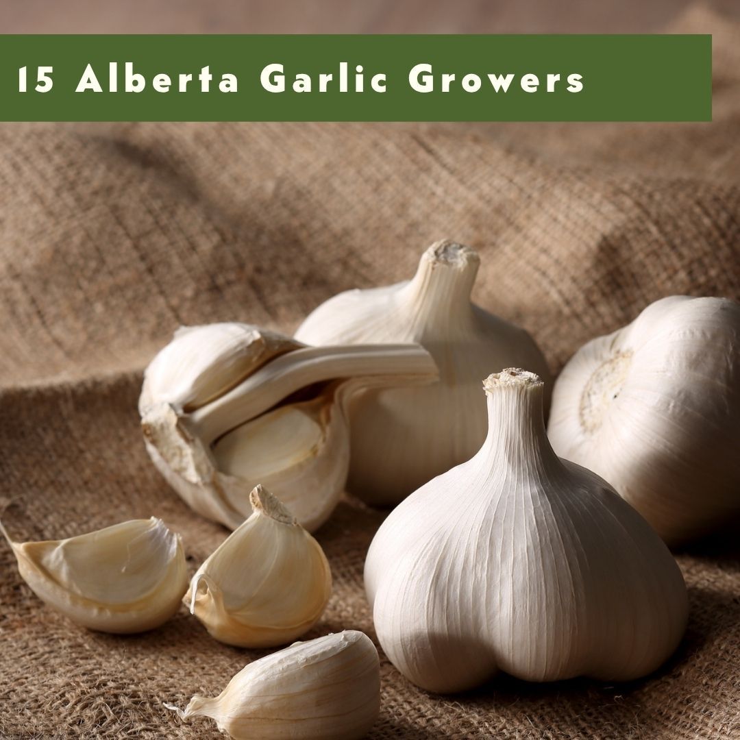 Garlic bulbs and cloves on burlap with text '15 Alberta Garlic Growers'.