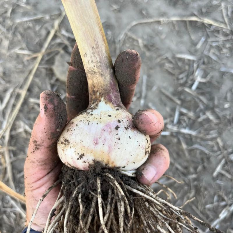 a hand holding a tree