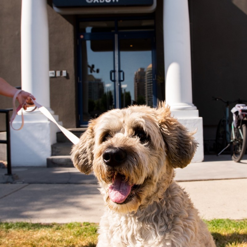 a dog sitting in front of a building